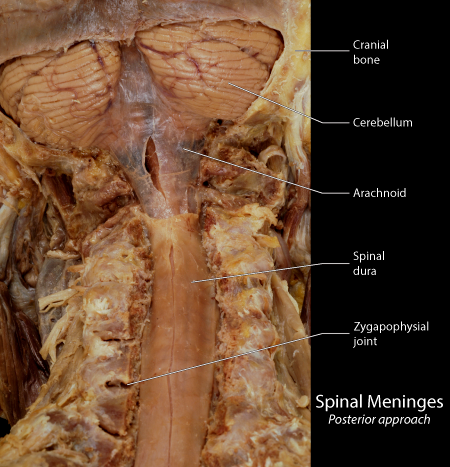 spinal cord dissection