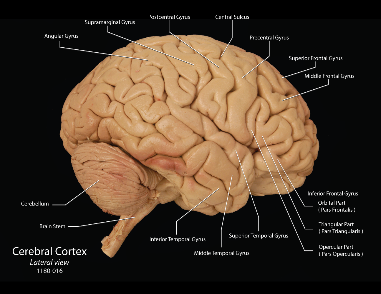 Anatomy Of Cerebrum Images And Photos Finder