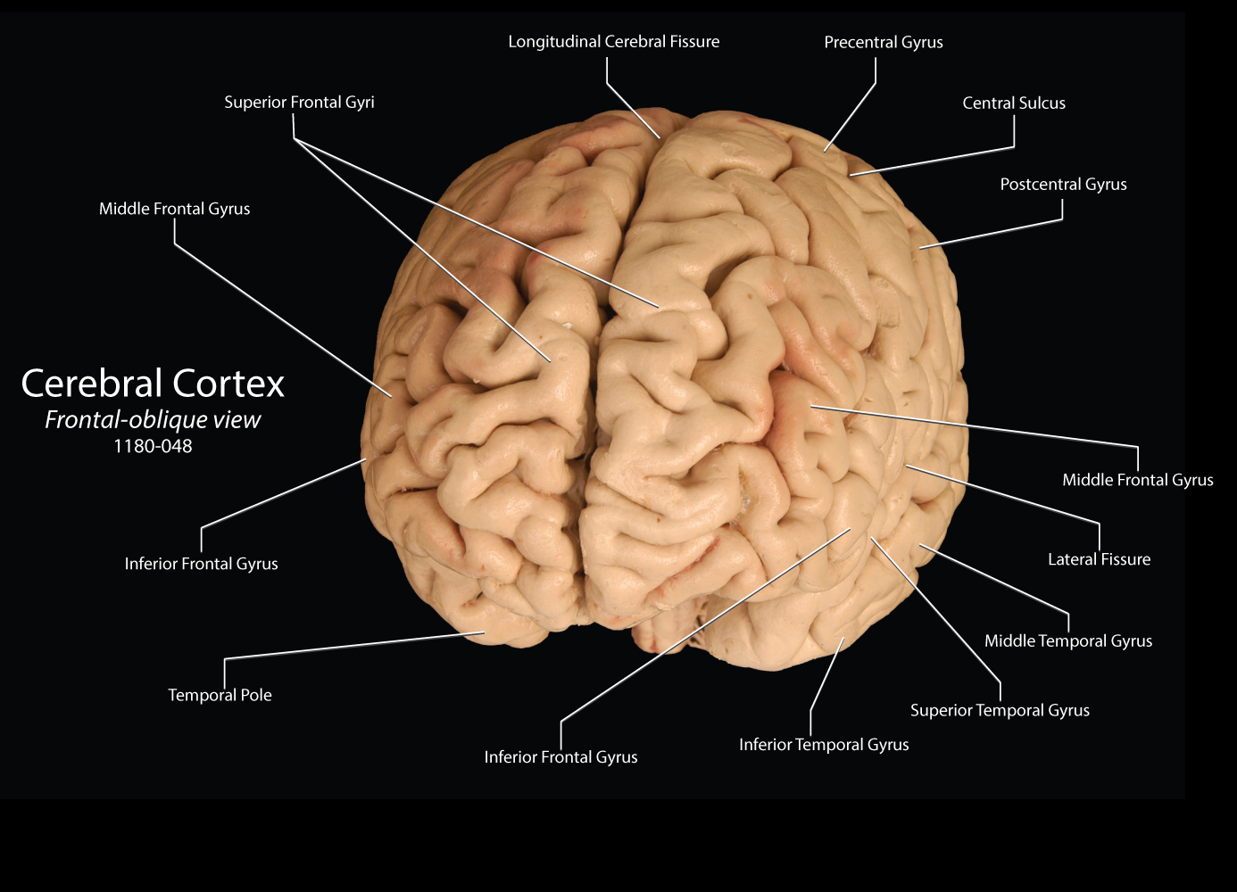 Cerebrum Overview