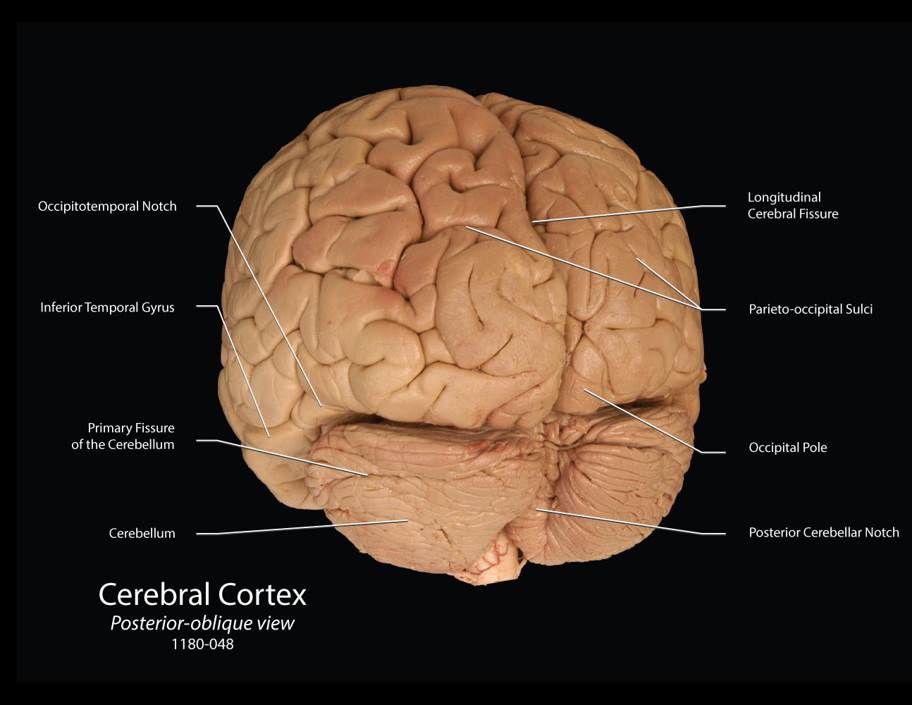 Cerebrum Overview