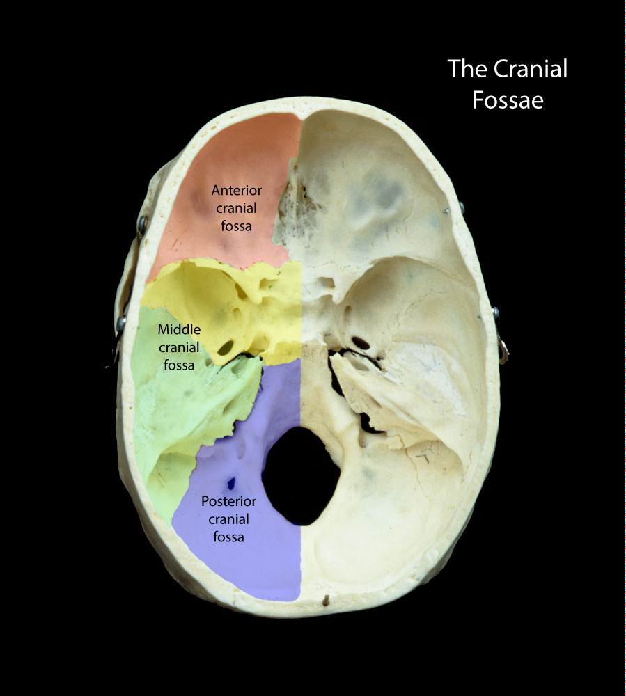 posterior cranial fossa