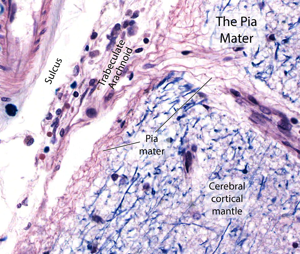 Arachnoid Mater Histology