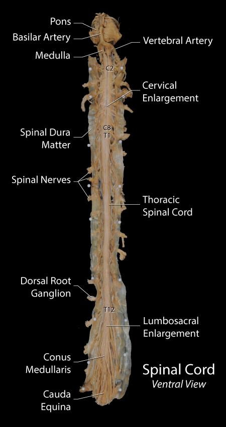 Spinal Meninges