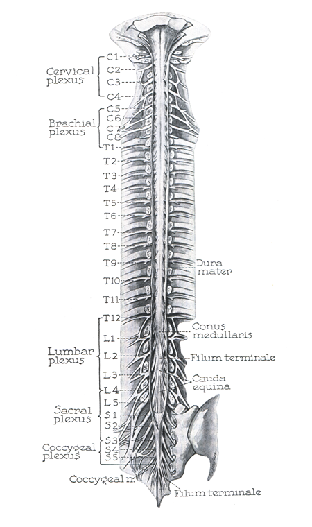 posterior sulcus of spinal cord